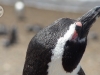 puerto-madryn-pinguin