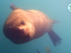 puerto-madryn-snorkelen-zeehond