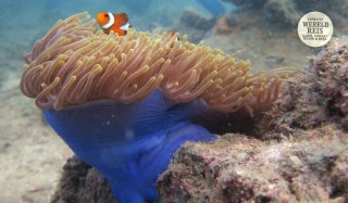 maleisie-perhentian-tunabay-onderwaterwereld