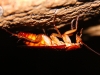 maleisie-borneo-vogelnest-grot-kakkerlak
